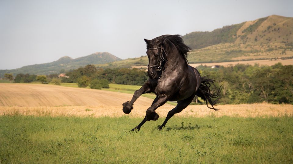 TOP snímky z fotosoutěže Rok s koňmi 2018