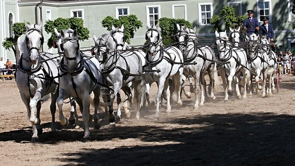 Úspěšná sezóna v NH Kladruby zdaleka nekončí