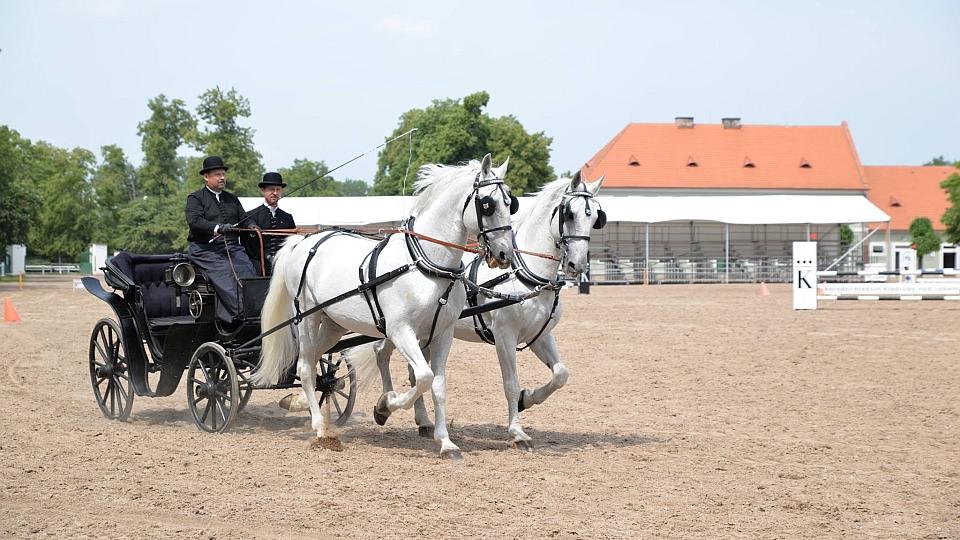 Restaurovaný prezidentský kočár v Kladrubech