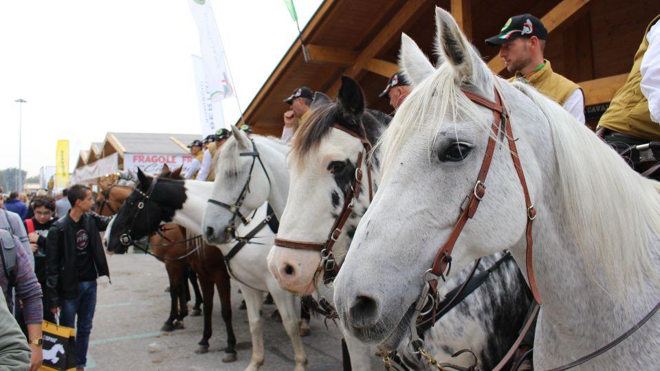 Veletrh Verona Fieracavalli letos po stodvacáté