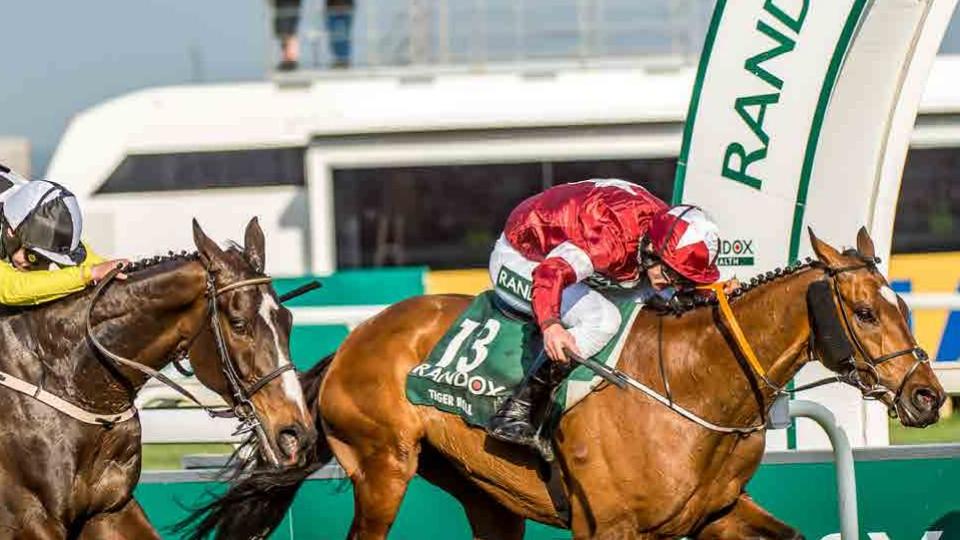 Nejhorší pohroma historie? Noční můra bookmakerů se jmenuje Tiger Roll