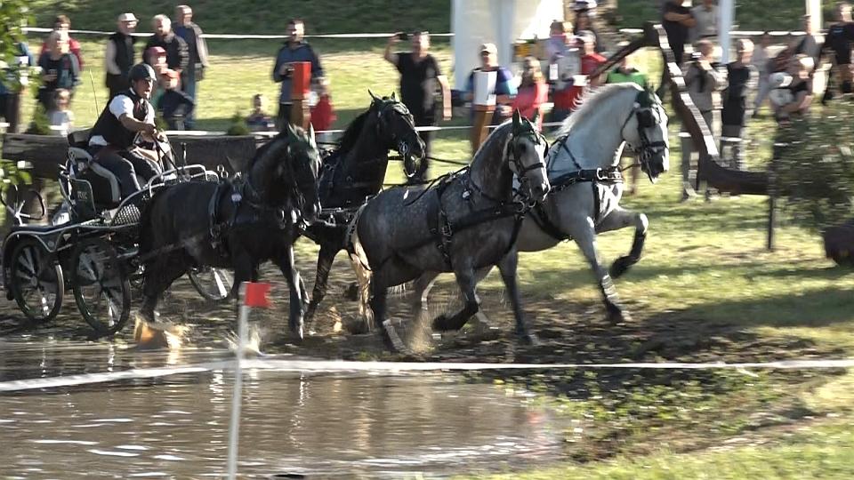 Nesvačil, Juráň, Sedlinská a Kořínek po maratonu v čele MČR spřežení