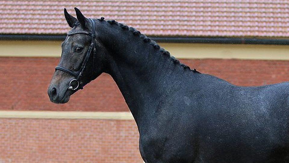 Hřebčince se chystají na předvýběry. Tlumačov hlásí 17 a Písek 22 koní