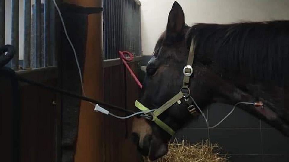 Další zbytečně vyhaslý život. Nekrmte koně ve výběhu, prosí majitelé