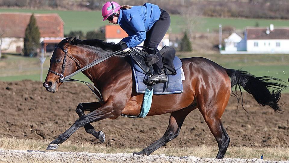Česká hvězda, která ohromila Ascot. Nagano Gold odchází do chovu