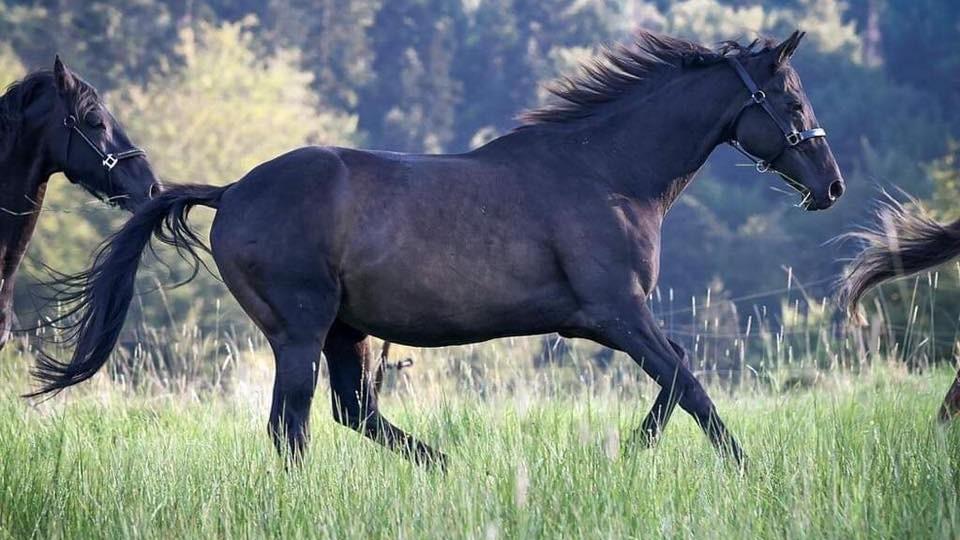 Filuta, který dal svým žokejům zabrat. Vzpomínka na železného Hirsche