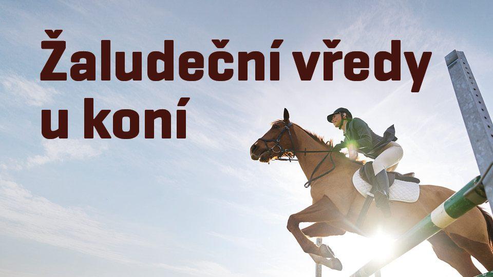 ikonka