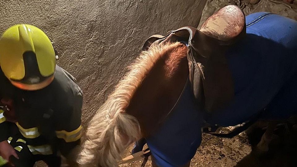 Hasiči v Makově zachraňovali koně ze sklepa. Po dvou hodinách ho vyvedli