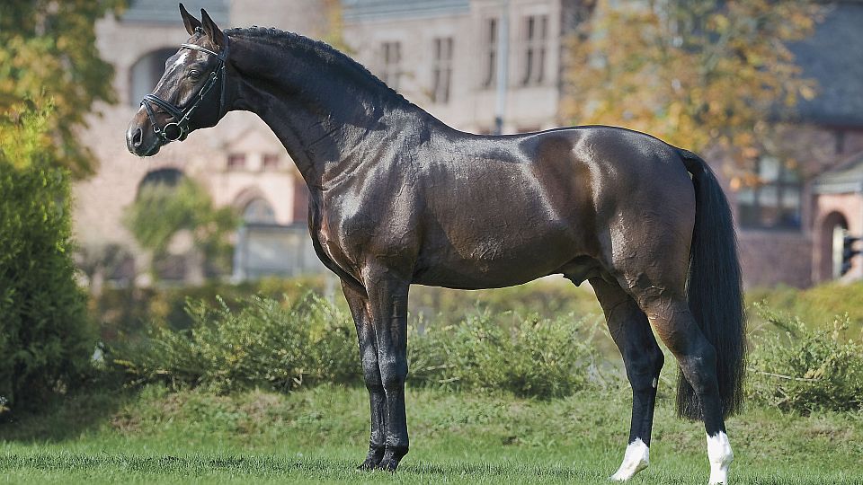 Hřebčín Sprehe pořádá jubilejní přehlídku hřebců spojenou s oslavou výročí