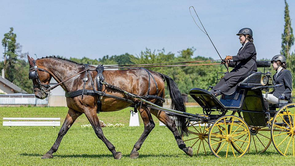 Semické MČR spřežení otevřely kategorie pony a U25, vedou Černá a Kurková