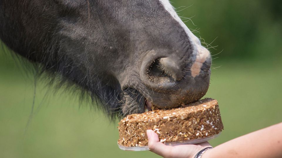 Výsledky listopadové soutěže o dárkové balení Animal Cake