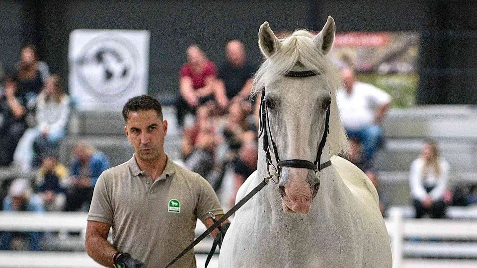 Obrazem: V Lysé odstartovala 33. výstava Kůň. Program je tradičně pestrý