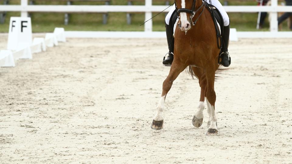 Veselovský vstoupil do CCI3* v Baborowku. Po drezuře je čtyřiadvacátý